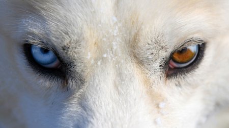 На Ямале расследуют нападение стаи собак на ребенка - «Мой папа знает»