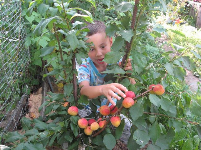 Воровство с чужих огородов — как реагировать - « Как воспитывать ребенка»