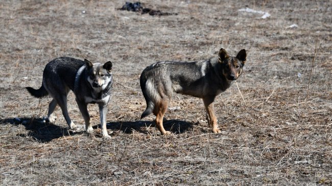 В Магаданской области разрешили убивать агрессивных бродячих собак - «Мой папа знает»